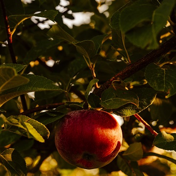 Apple orchard, Quebec