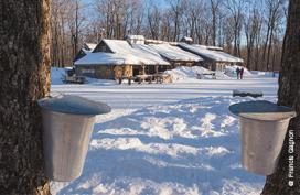 Maple tapping