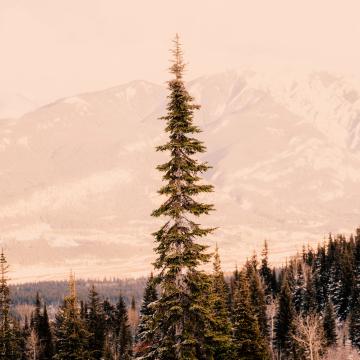 Ein Baum ragt aus einem Wald heraus, im Hintergrund ist eine Berglandschaft zu sehen.
