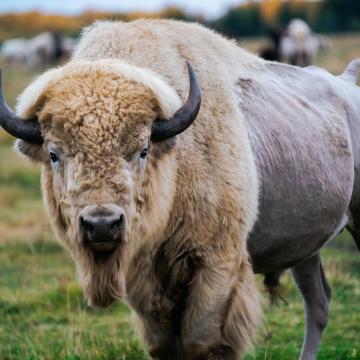 Bison in Alberta