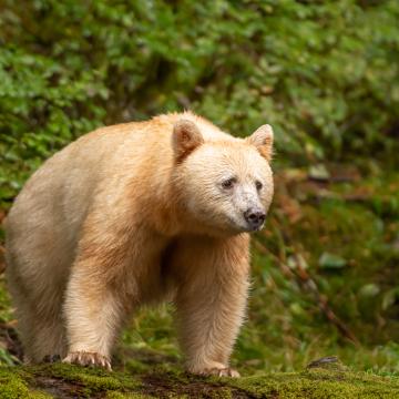 Spirit Bear at Great Bear Rainforest, British Columbia