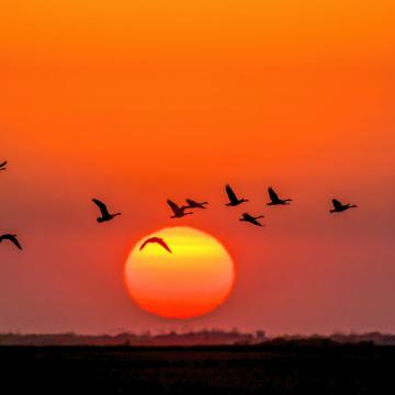 Ein Schwarm Kanadagänse fliegt in den Sonnenuntergang