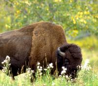 Bison grazing summer
