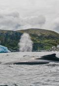 Whale Watching Newfoundland and Labrador
