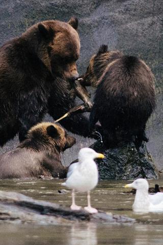 野生動物ウォッチング Destination Canada メディアセンター 野生動物ウォッチング Destination Canada メディアセンター