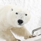 Eisbären in Churchill Manitoba - Credit Destination Canada