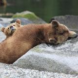 Grizzly Bears, British Columbia