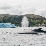 Whale watching, Newfoundland and Labrador