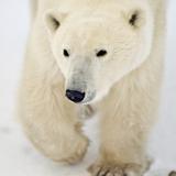 Polar Bear in Churchill