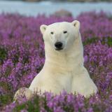 Polar Bear in Fireweed