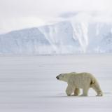 Polar Bear in Nunavut
