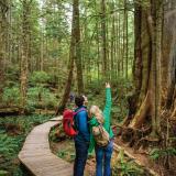 Regenwald bei Tofino, British Columbia
