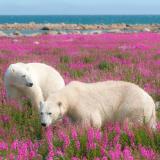 Eisbären in der blühenden Tundra Manitobas