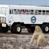 Eisbär vor Tundra Buggy von Frontiers North Adventures in Manitoba
