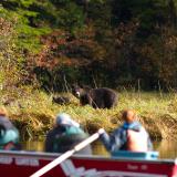 Wildlife Safari im Kanu