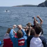 Eine Gruppe Menschen beobachtet einen Wal nahe der Küste