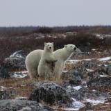 Eine Eisbären mit Jungtier schaut über die Tundra an der Küste der Hudson Bay