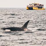 Wal im Wasser, im Hintergrund ein gelbes Boot von Prince of Whales