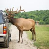 Elk having a look into a car window