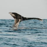Whale Watching in Newfoundland and Labrador