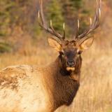 Wapiti in Alberta