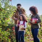 Eine Familie pflückt gemeinsam Äpfel bei Noggins U-Pick, Bay of Fundy und Annapolis Valley.