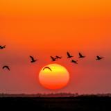 Ein Schwarm Kanadagänse fliegt in den Sonnenuntergang
