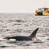 Orca und Walbeobachtungsboot